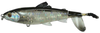 Savage Gear 3D Magnum Smash Tail  170